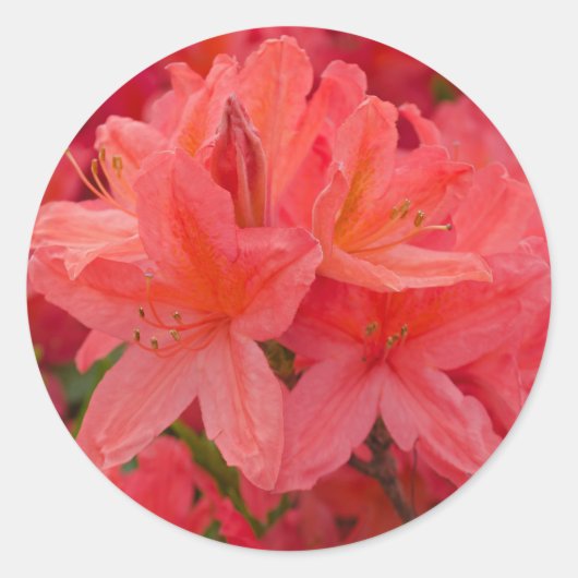 Stickers à fleurs roses Rhododendron (Devant)