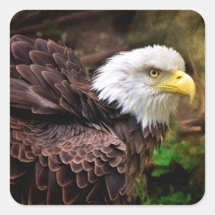 Stickers Aigle