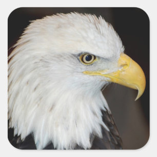 Stickers Aigle Bald