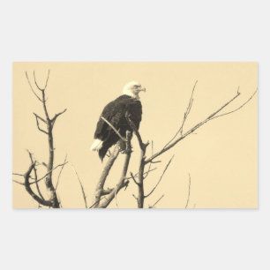 Stickers Aigle sauvage