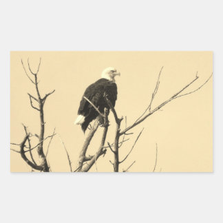 Stickers Aigle sauvage