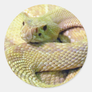 Stickers albinos