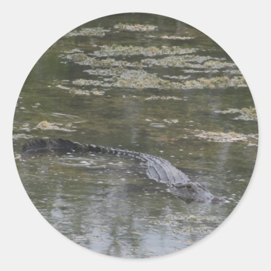 Stickers Alligator (Devant)