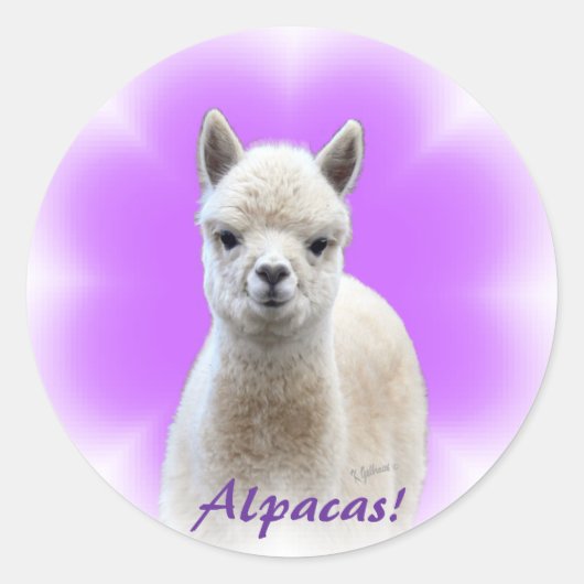 Stickers Alpaca Hope (Devant)