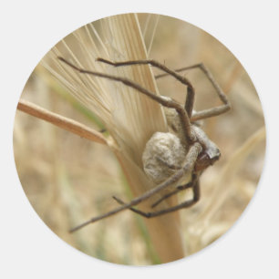 Stickers Araignée et Oeuf Sac