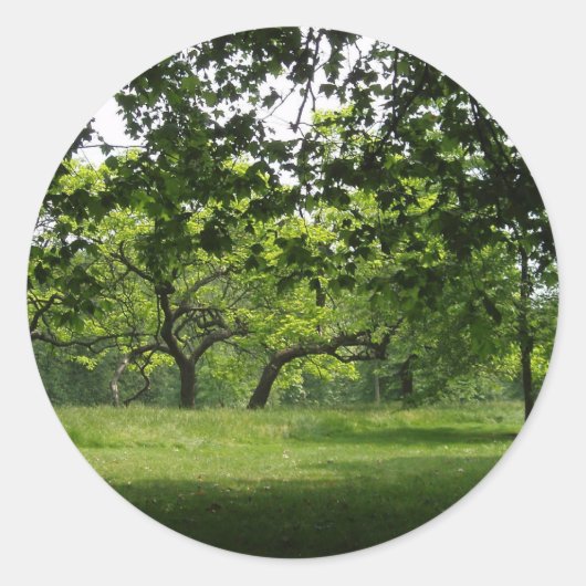 Stickers Arbre (Devant)