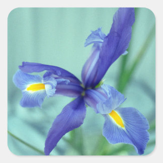 Stickers Art Décal Violet Irises