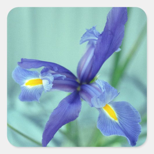 Stickers Art Décal Violet Irises (Devant)