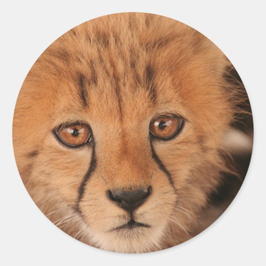 Stickers Baby Cheetah (Devant)