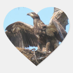 Stickers Bald Eagle Open Wings