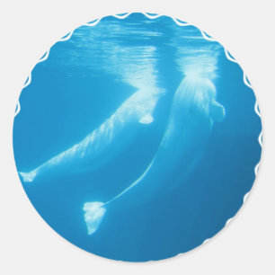 Stickers Baleines de Beluga