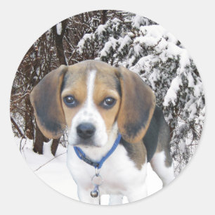 Stickers beagle Puppy Snowy Woods