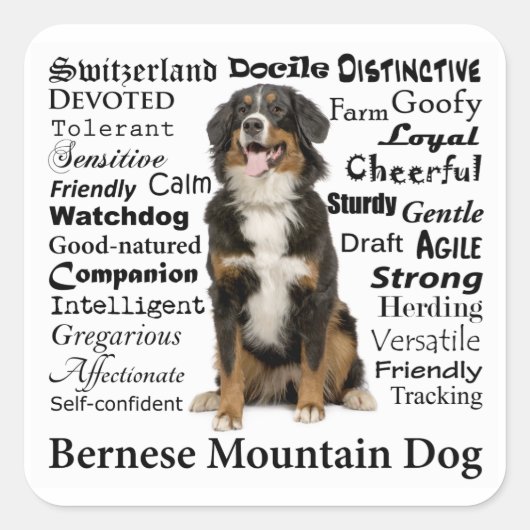 Stickers Berner Traits (Devant)