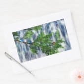 Stickers Birdsnest Falls (Enveloppe)