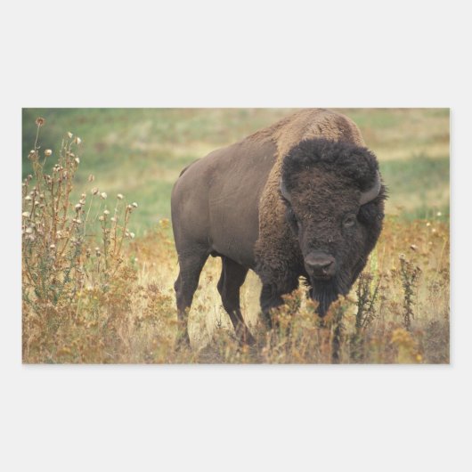 Stickers Bison Américain (Devant)