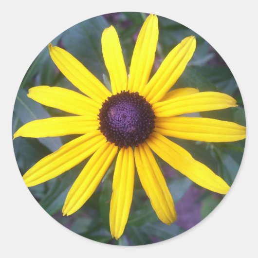 Stickers - Black Eyed Susan (Devant)