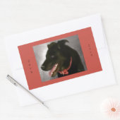 Stickers Black Labrador (Enveloppe)