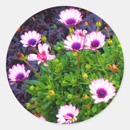 Stickers Blancs et Violets Africains #1 (Devant)