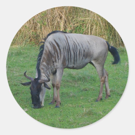 Stickers Blue Wildebeest #1 (Devant)