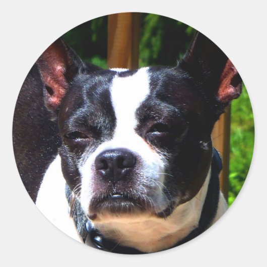 Stickers Boston Terrier (Devant)
