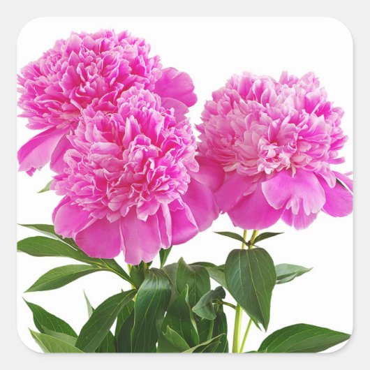 Stickers Bouquet Pink Peony (Devant)