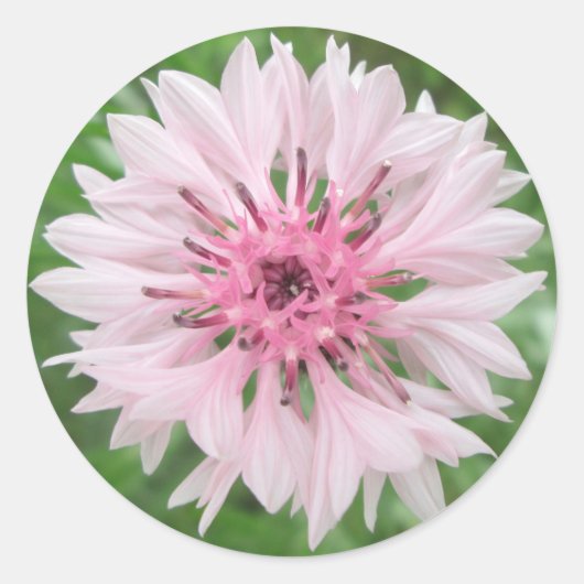 Stickers - Bouton de célibataire rose/rose (Devant)