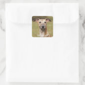 Stickers Brindle Whippet (Sac)