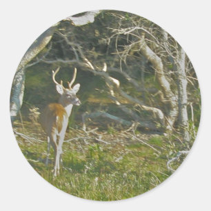 Stickers Buck Buck de cerfs blancs OBX