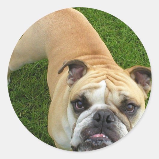 Stickers Bulldog américains (Devant)