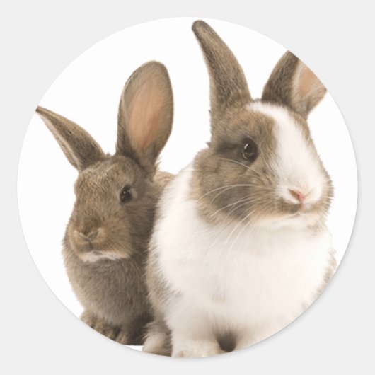 stickers Bunny (Devant)