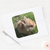 Stickers Bunny nain (Enveloppe)
