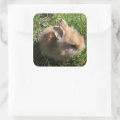 Stickers Bunny nain (Sac)