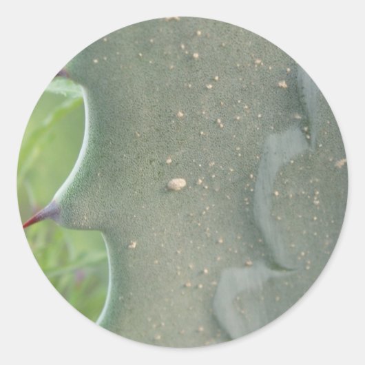 Stickers Cactus Spike (Devant)