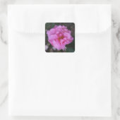 Stickers Camellia Rose (Sac)
