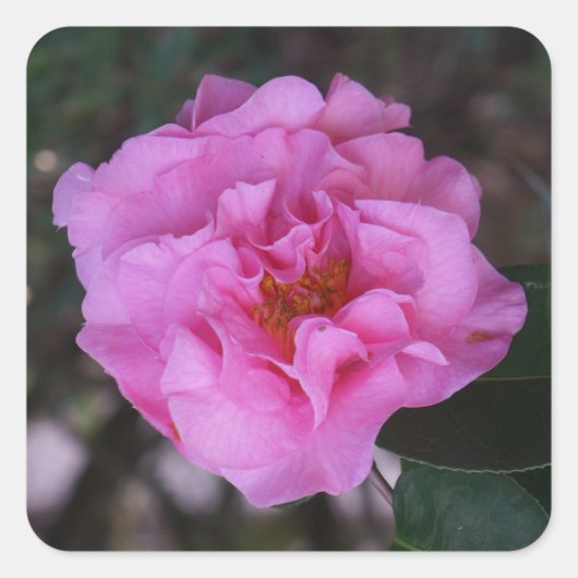 Stickers Camellia Rose (Devant)
