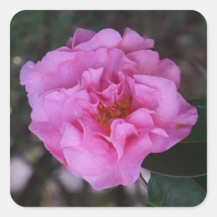 Stickers Camellia Rose