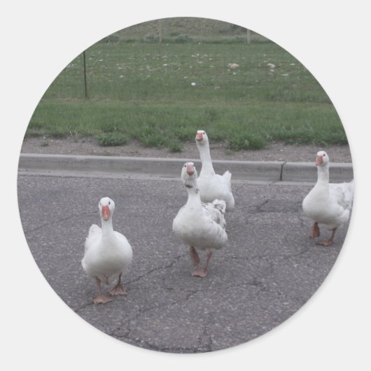 Stickers Canard (Devant)