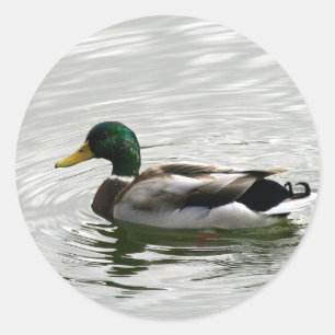 Stickers Canard Mallard