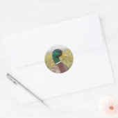 Stickers Canard Mallard (Enveloppe)
