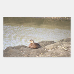 Stickers Canard Mallard