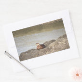 Stickers Canard Mallard (Enveloppe)