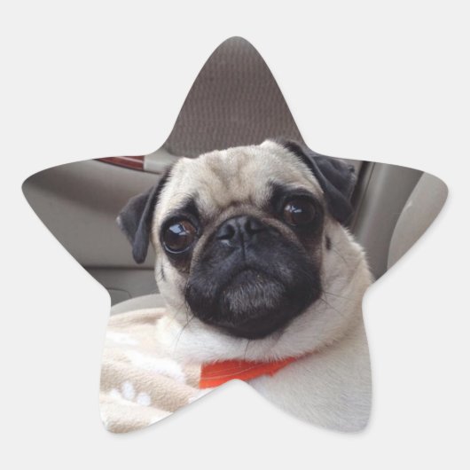 Stickers carlin (Devant)