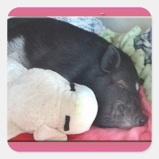 Stickers Carré de cochon souriant