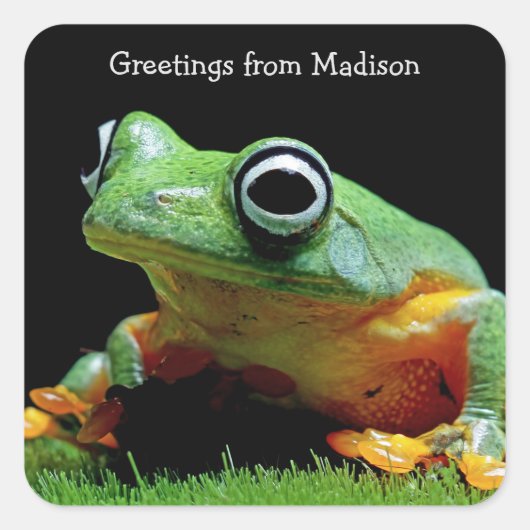 Stickers Carré de grenouille texte personnalisé (Devant)