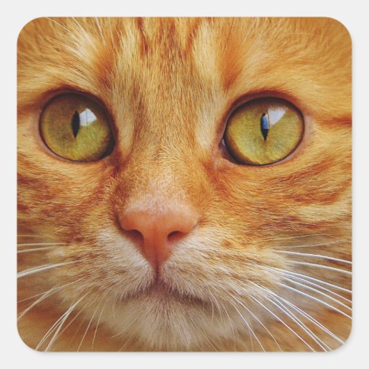 Stickers Carré Ginger Cat - Glossy (Devant)