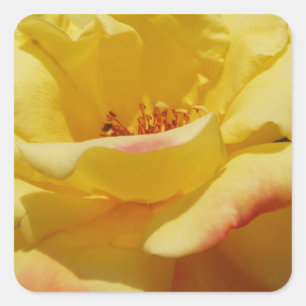 Stickers Carré rose