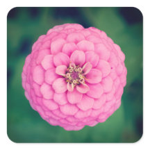 Stickers Carré rose Zinnia