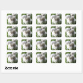 Stickers carrés - Anglais Angora Rabbit "Bradley" (Feuille)