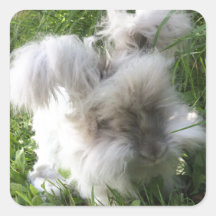 Stickers carrés - Anglais Angora Rabbit "Bradley"