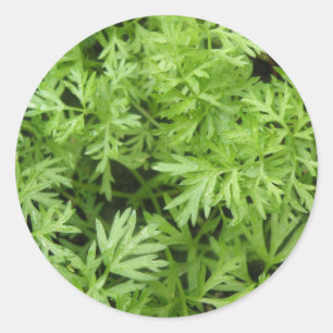 Stickers Carrot Tops